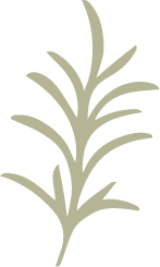 A stylized grey leafy branch, reflecting the brand's focus on natural, plant-based ingredients.