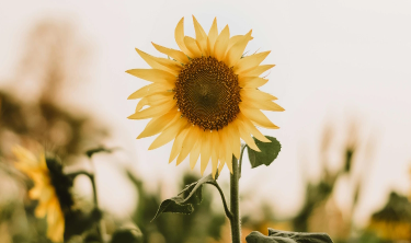 A bright sunflower in a field, symbolizing growth and the rewards of sharing No.624 as an affiliate.