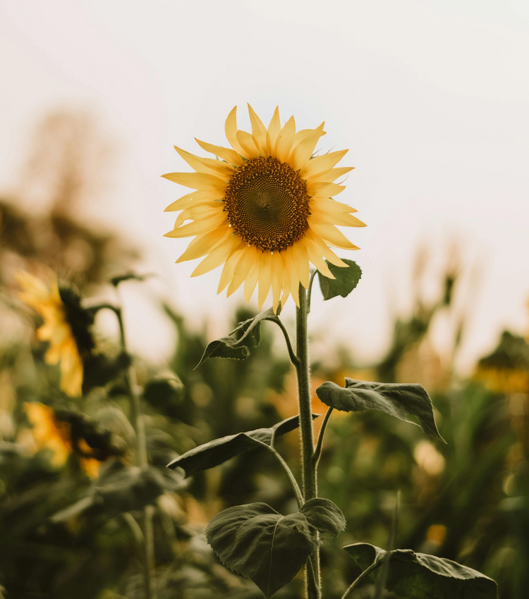 A bright sunflower in a field, symbolizing growth and the rewards of sharing No.624 as an affiliate.