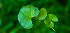 Centella Asiatica