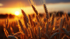 Triticum Vulgare