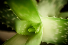 Aloe Barbadensis