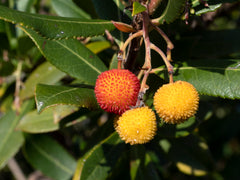 Myrica Cerifera 