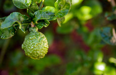 Citrus Bergamia
