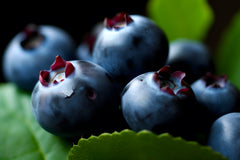 Vaccinium Myrtillus