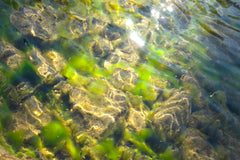 Black Algae