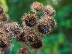 Arctium Lappa