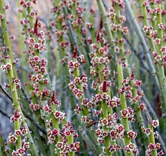 Euphorbia Antisyphititica