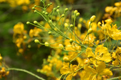 Cassia Angustifolia 