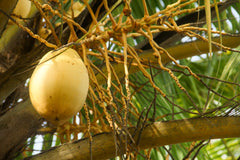 Cocos Nucifera