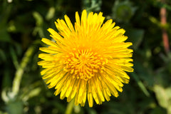 Taraxacum Officinale