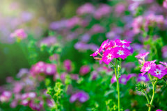 Pelargonium X Hortorum