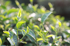 Camellia Sinensis 
