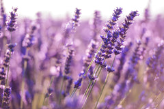 Lavandula Latifolia