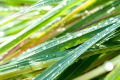 Cymbopogon Citratus