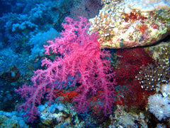 Asparagopsis Armata