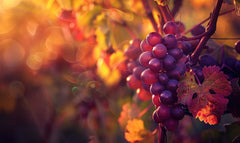 Vitis Vinifera
