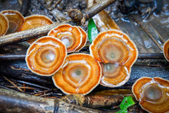 Ganoderma Lucidum