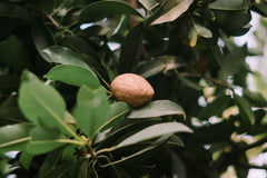 Vitellaria Paradoxa