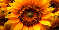 Helianthus Annuus