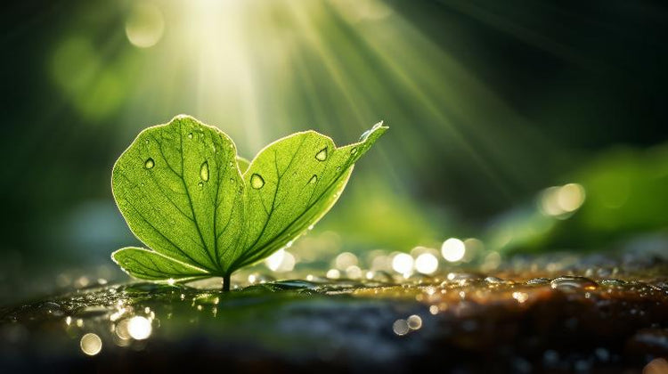 A fresh green leaf with water droplets in sunlight, symbolizing the brand's commitment to eco-consciousness and a greener future.