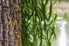 Salix Alba Bark